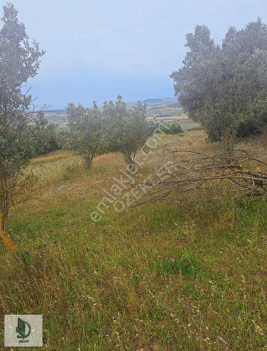 Bursa Yenişehir Hayriye Mh. Satılık Tarla! - Görsel 5