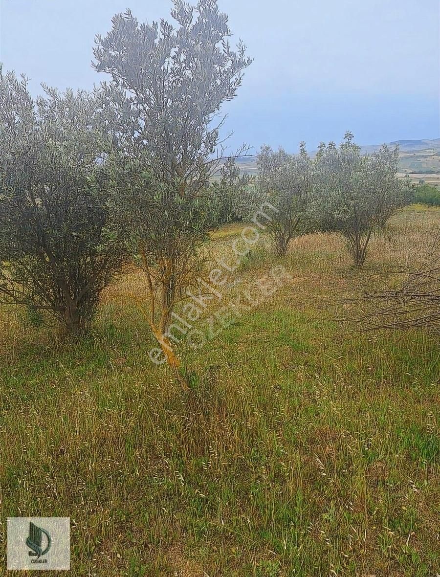 Bursa Yenişehir Hayriye Mh. Satılık Tarla! - Görsel 3