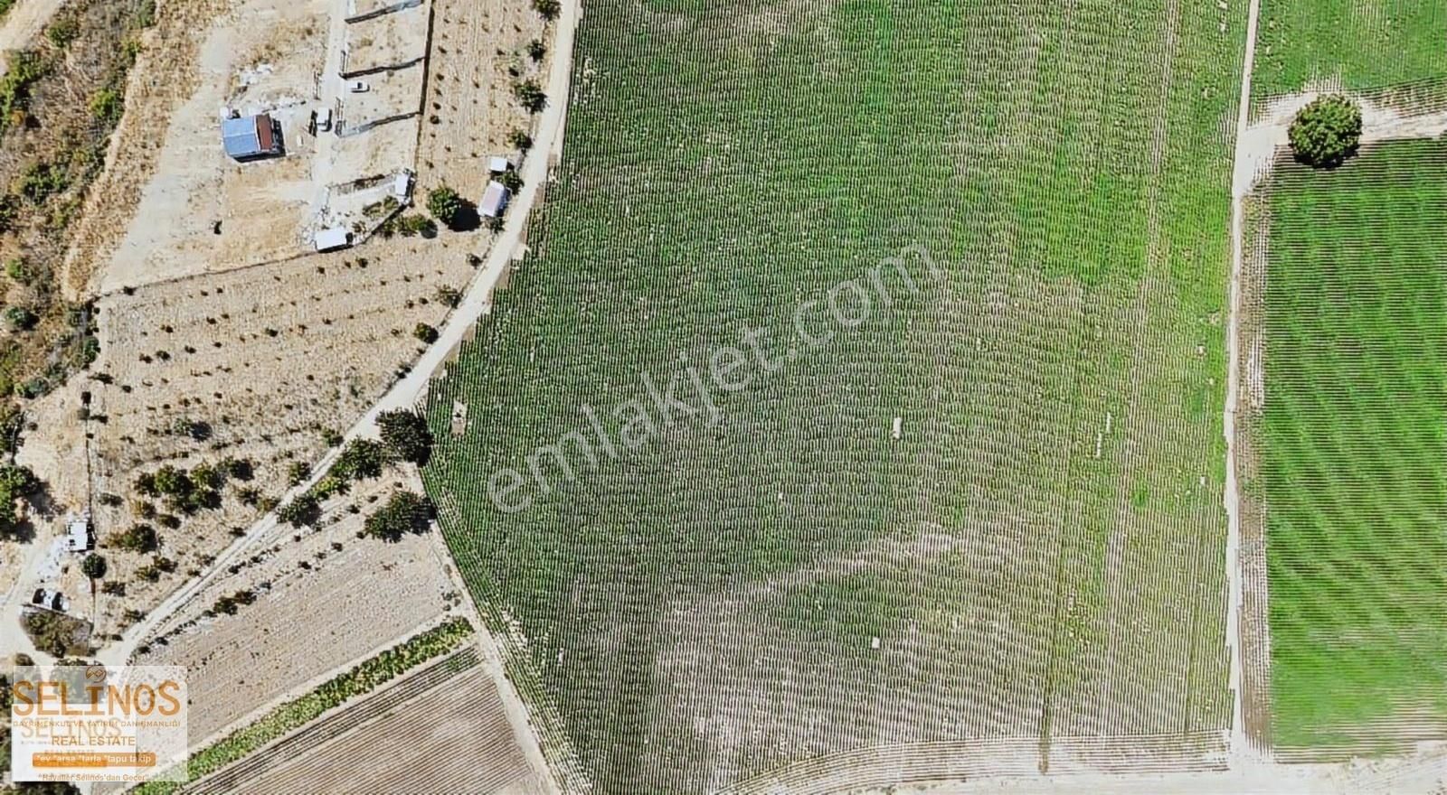 Dikili İsmetpaşa Mahallesinde 22.000 M2 Çiftlik Arazisi - Görsel 3