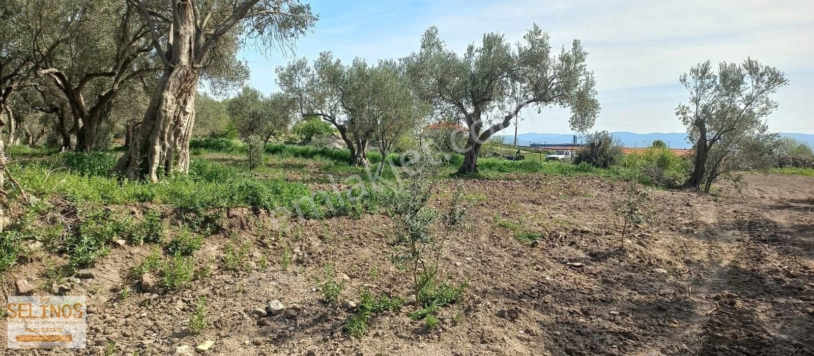 Göçbeyli Merkezine Çok Yakın Zeytinlik 3200 M2 - Görsel 2