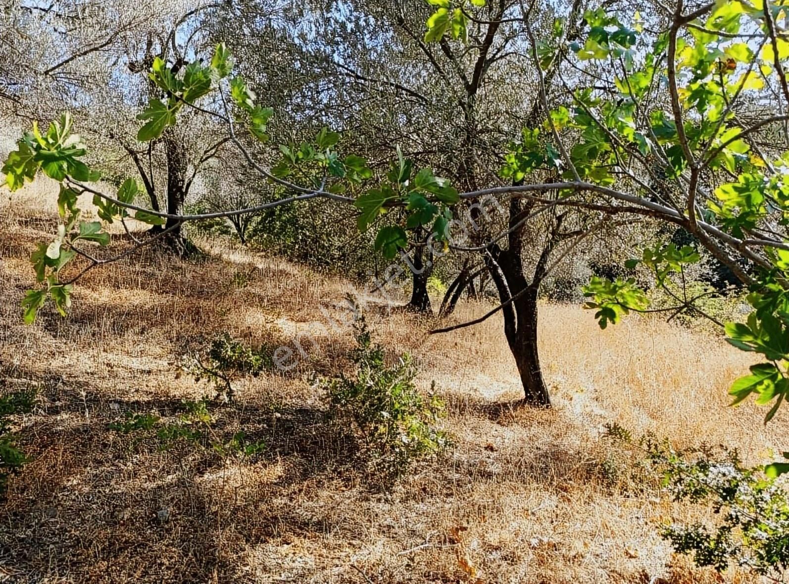 Bergama Dereköy Mahallesinde 2310 M2 Zeytinlik - Görsel 2