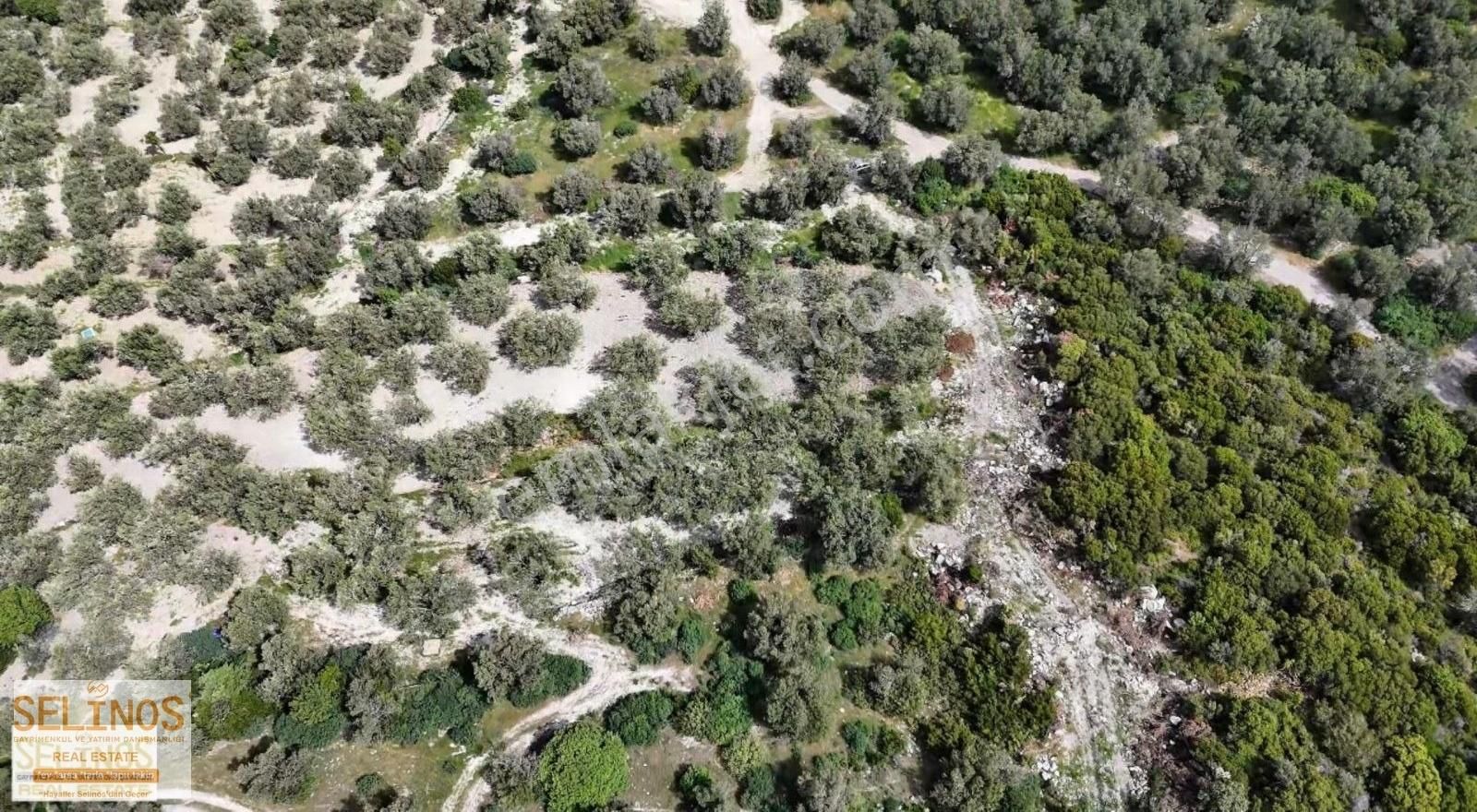 Denıze 250 Metre Uzaklıkta Zeytinlik - Görsel 3