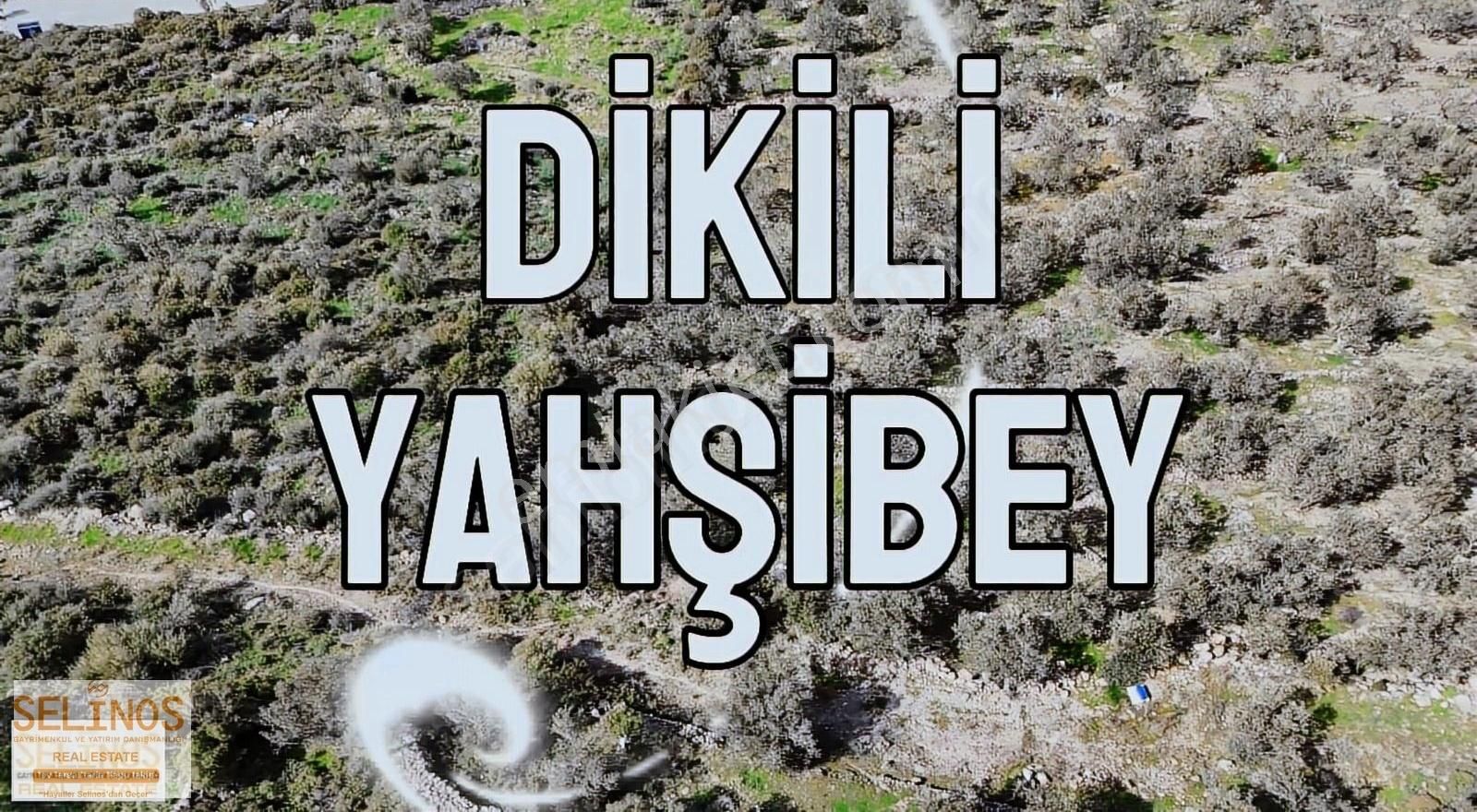 Selinos'dan Deniz Manzaralı Zeytinli Tarla - Görsel 8