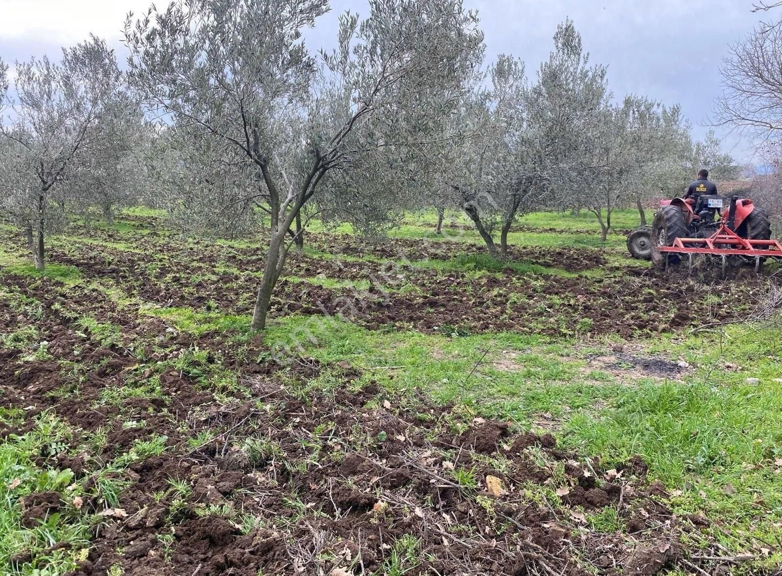 Bergama Göçbeyli Mahallesinde 2450 M2 Yol Cepheli Zeytinlik - Görsel 13