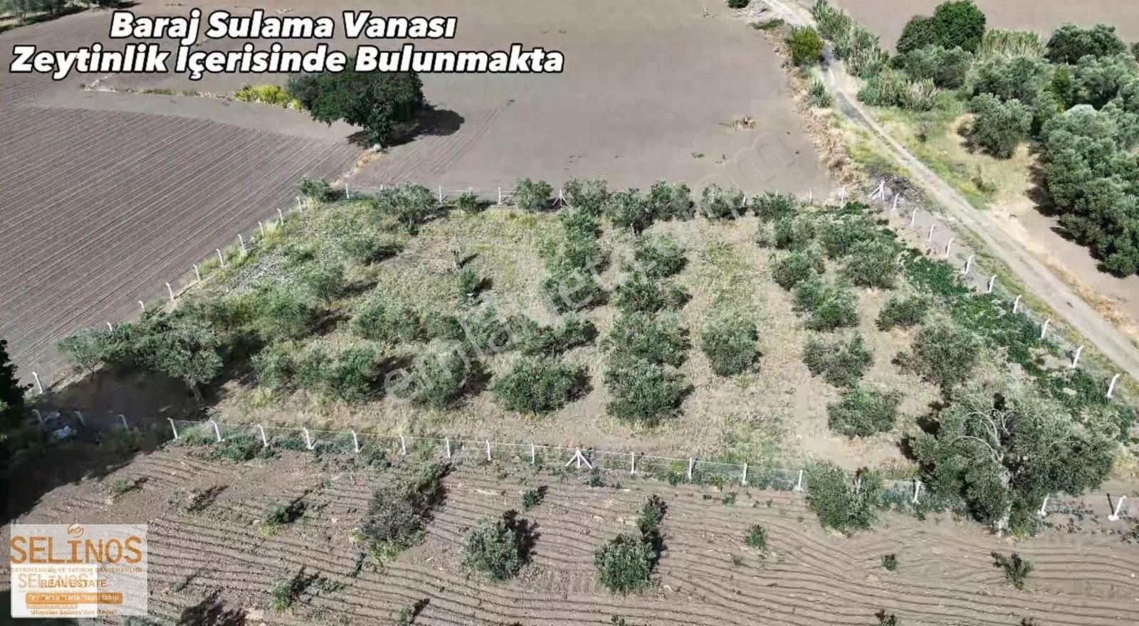 Bergama Göçbeyli Mahallesinde 2450 M2 Yol Cepheli Zeytinlik - Görsel 2