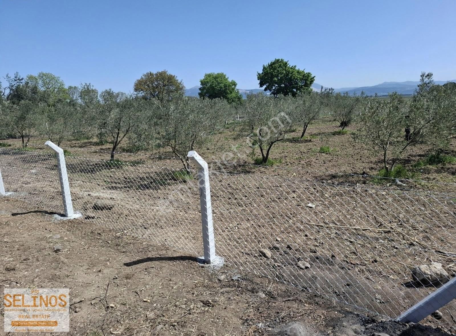 Bergama Göçbeyli Mahallesinde 2450 M2 Yol Cepheli Zeytinlik - Görsel 3