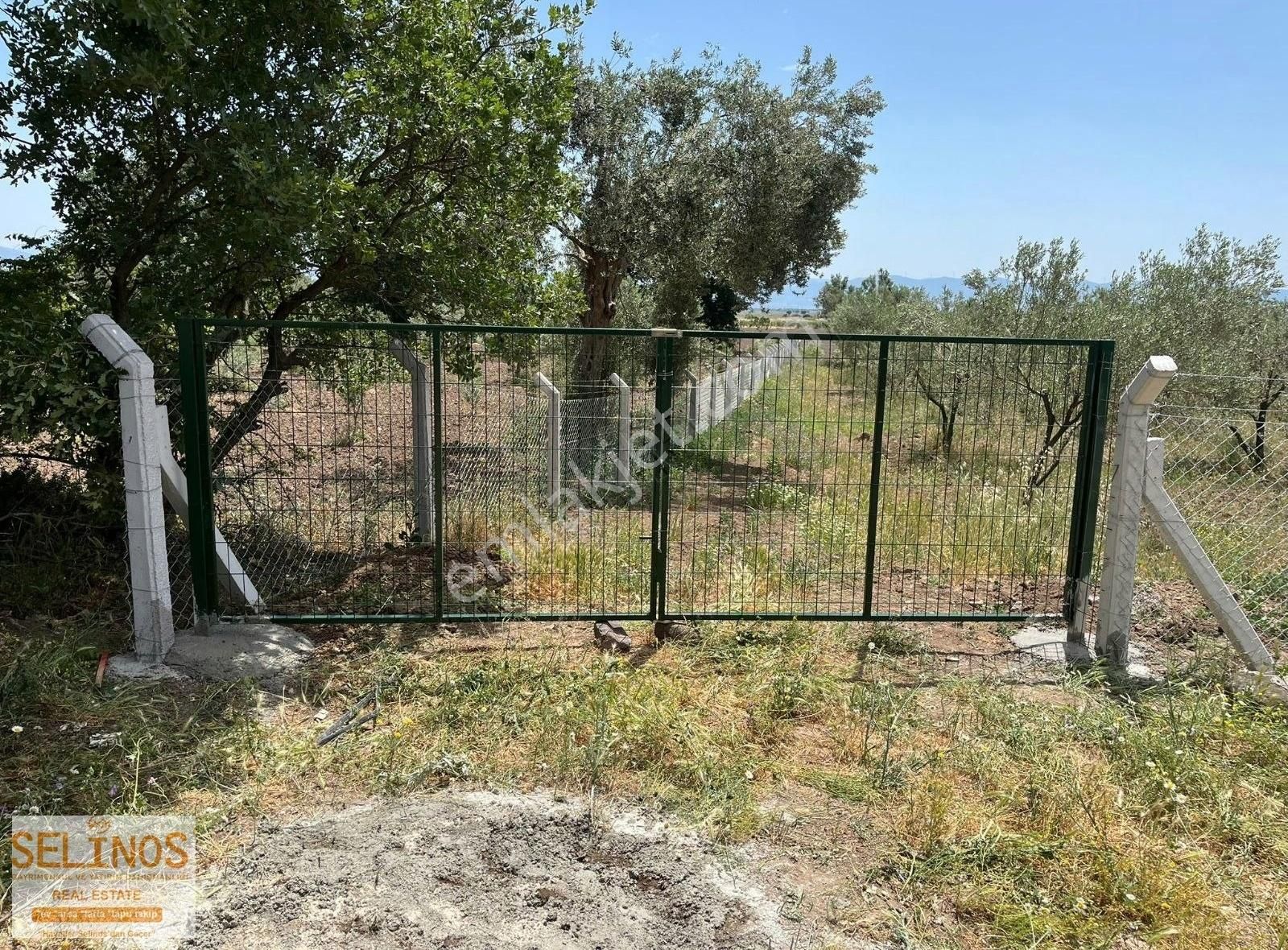 Bergama Göçbeyli Mahallesinde 2450 M2 Yol Cepheli Zeytinlik - Görsel 6