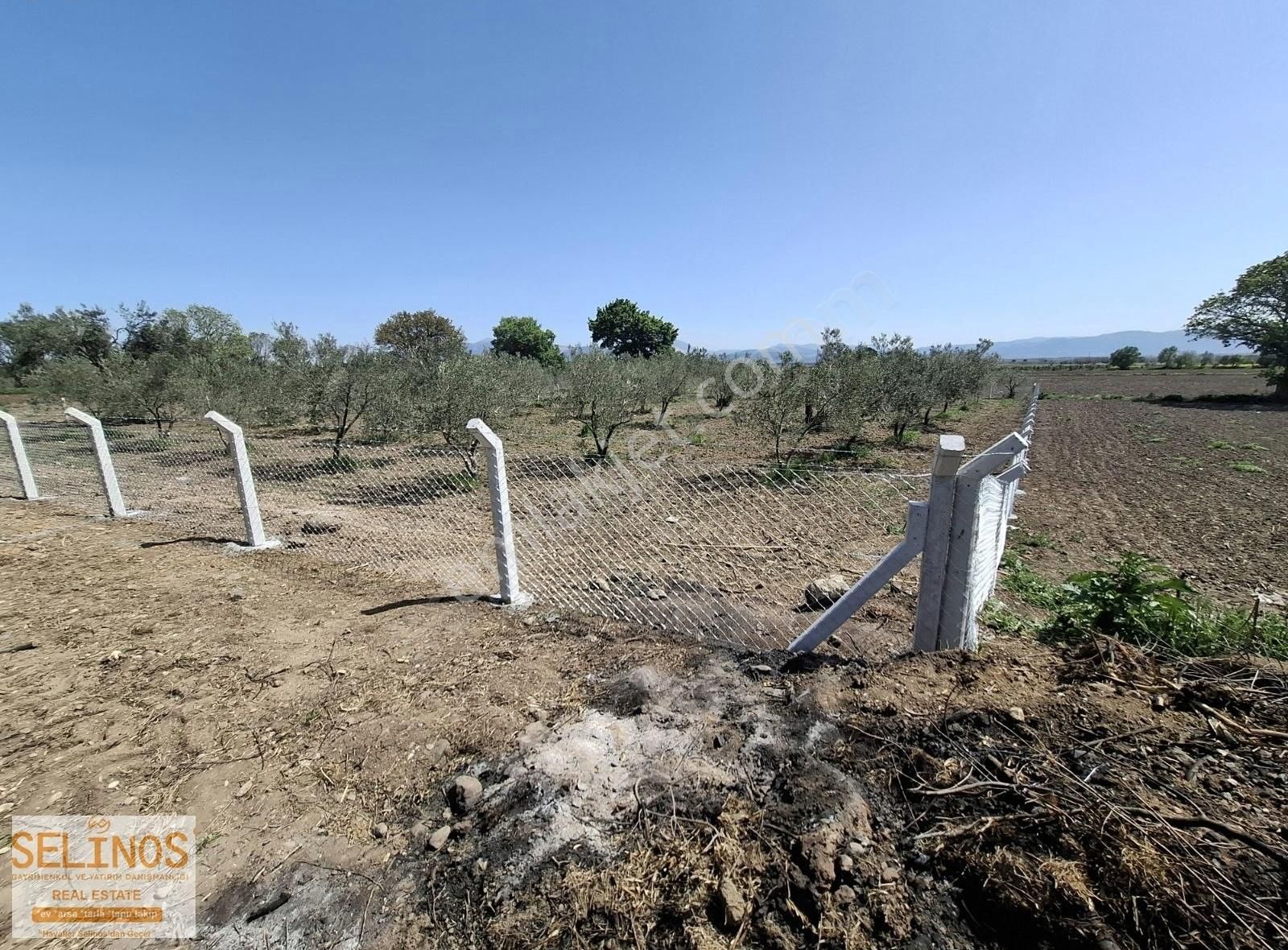 Bergama Göçbeyli Mahallesinde 2450 M2 Yol Cepheli Zeytinlik - Görsel 12