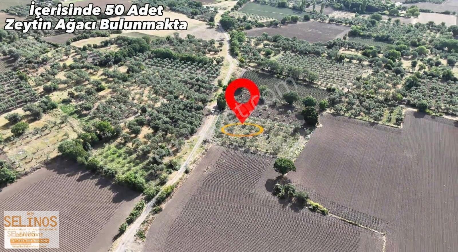 Bergama Göçbeyli Mahallesinde 2450 M2 Yol Cepheli Zeytinlik - Görsel 17