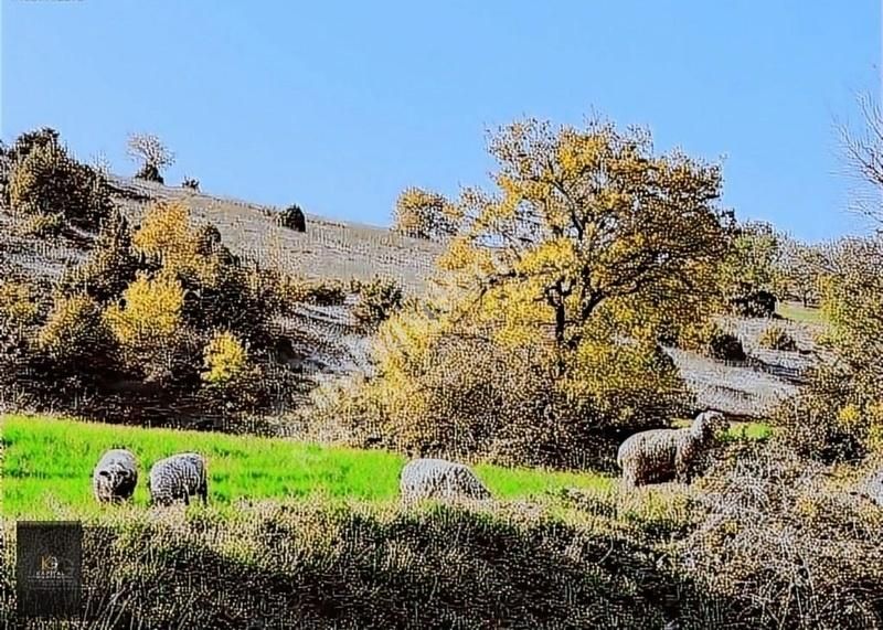Yenişehir Kozdere'de İki Parsel Toplam 25.600 M2 Satılık Tarla
