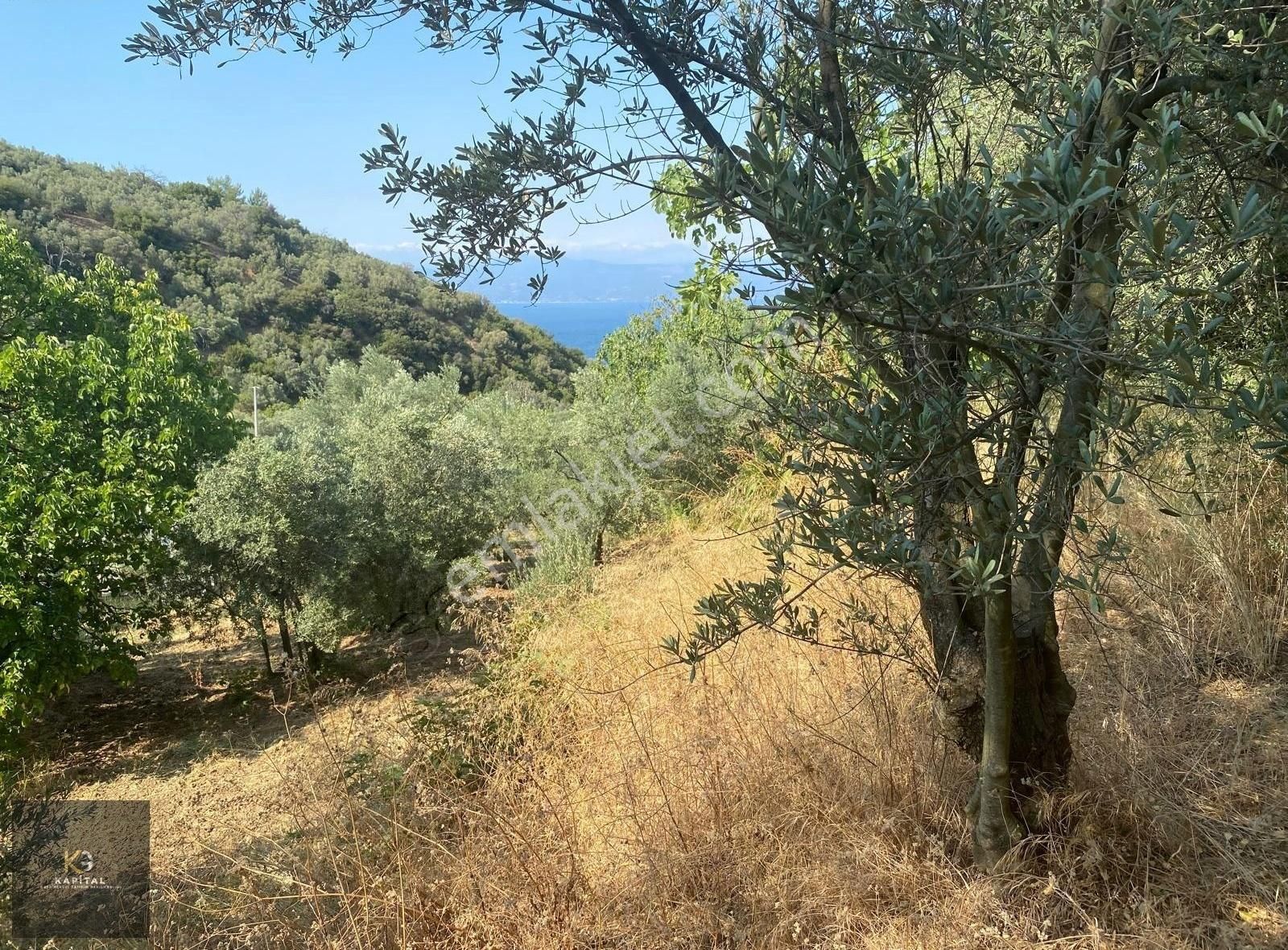 Kapital'den Kumyaka'da 2137 M2 Satılık Zeytinlik