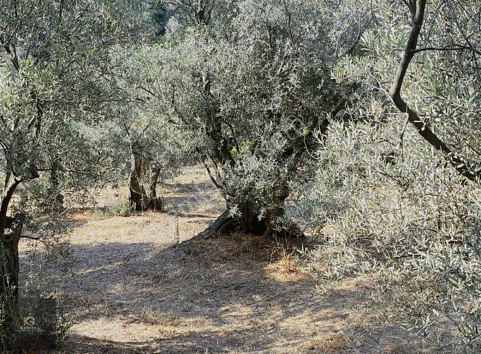 Kapital'den Kumyaka'da 3873 M2 Satılık Zeytinlik