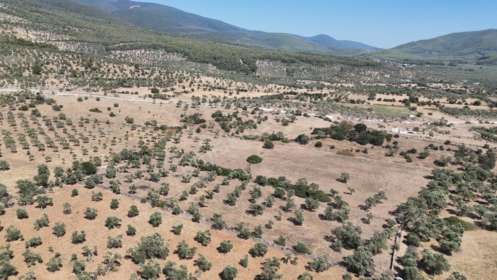 Milas Kazıklıda İmar Çalışmalarının İçerisinde 4.657 M² Tarla