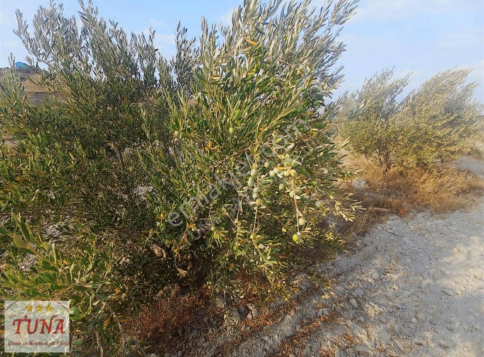 Zeytinlik Satılık Narlıdere Köyü (25 Dönüm) Tuna Gayrimenkul'den - Görsel 13