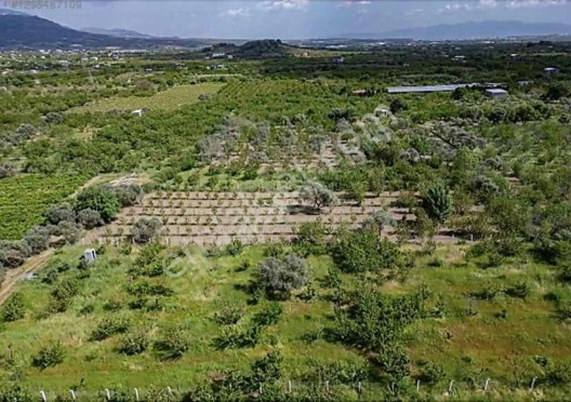 Armutlu Hürriyet Mahallesinde Satılık 2800 M2 Bahçe - Görsel 5