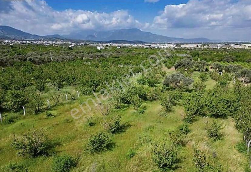 Armutlu Hürriyet Mahallesinde Satılık 2800 M2 Bahçe - Görsel 10
