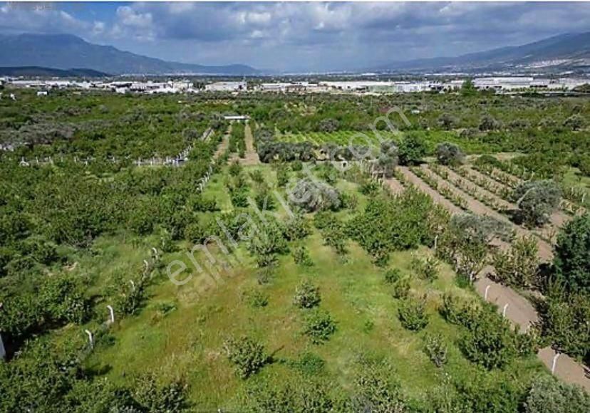 Armutlu Hürriyet Mahallesinde Satılık 2800 M2 Bahçe - Görsel 7