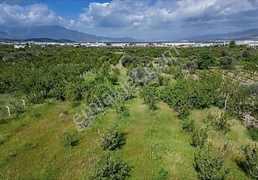 Armutlu Hürriyet Mahallesinde Satılık 2800 M2 Bahçe - Görsel 11