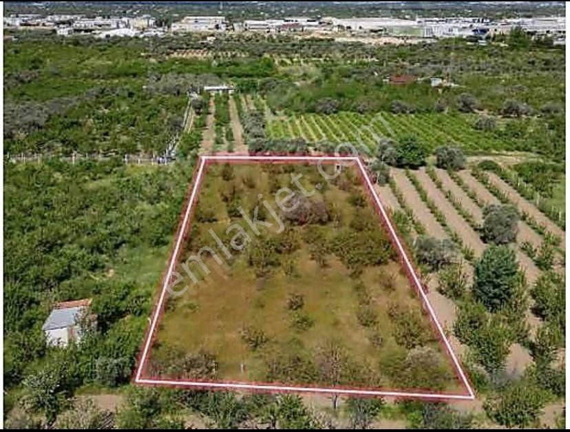 Armutlu Hürriyet Mahallesinde Satılık 2800 M2 Bahçe