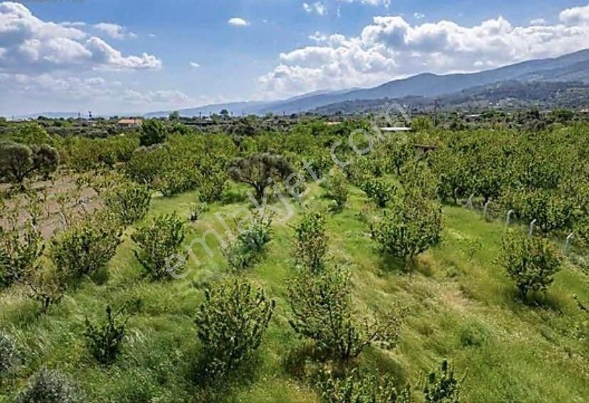 Armutlu Hürriyet Mahallesinde Satılık 2800 M2 Bahçe - Görsel 15
