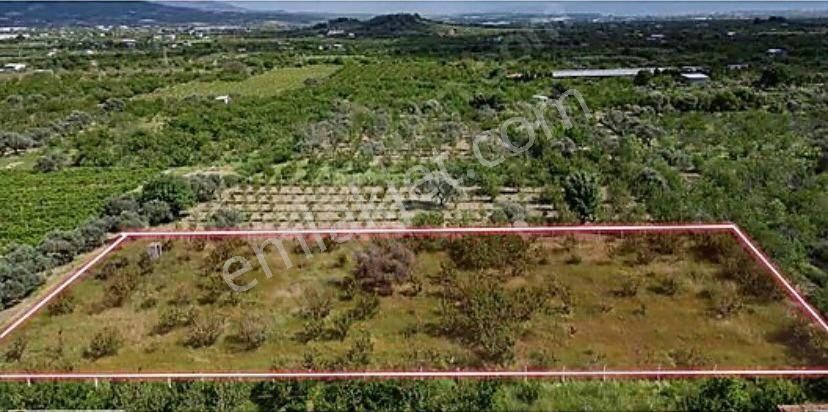 Armutlu Hürriyet Mahallesinde Satılık 2800 M2 Bahçe - Görsel 3