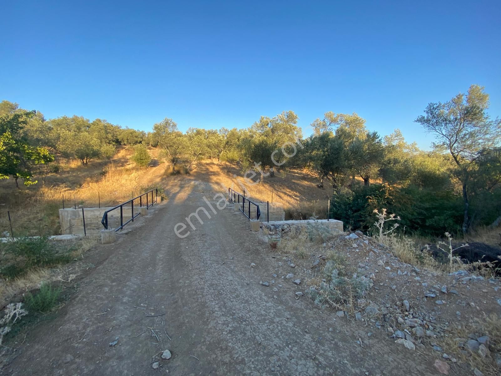 Balıkesir Havran Fazlıcada 4300 M2 Zeytinlik Satılık