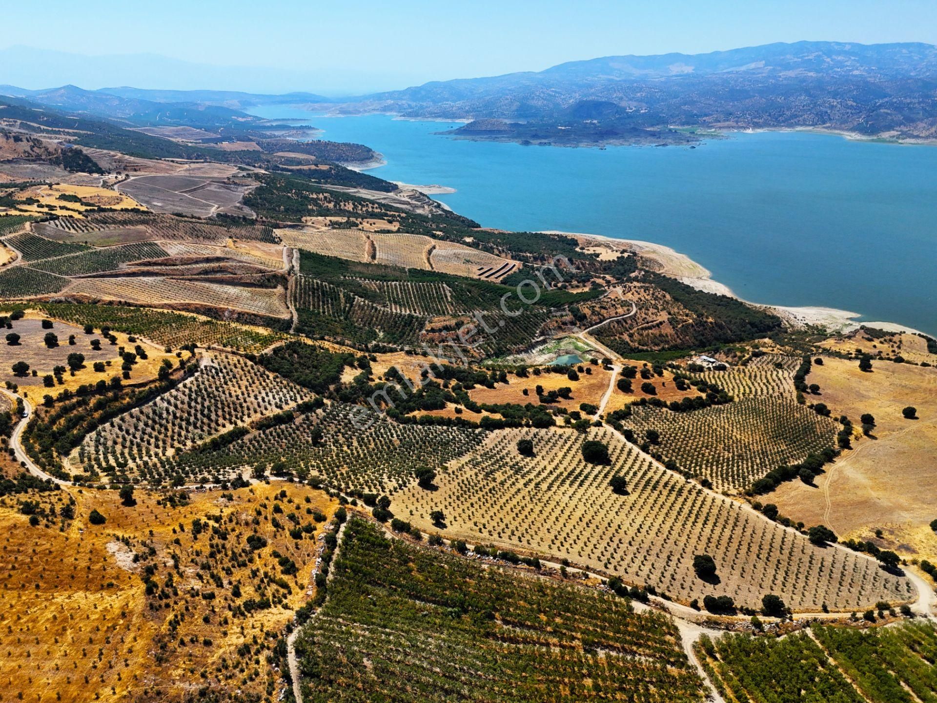 Salihli'de Satılık Baraj Manzaralı 65587 M2 Zeytinlik (video) - Görsel 14