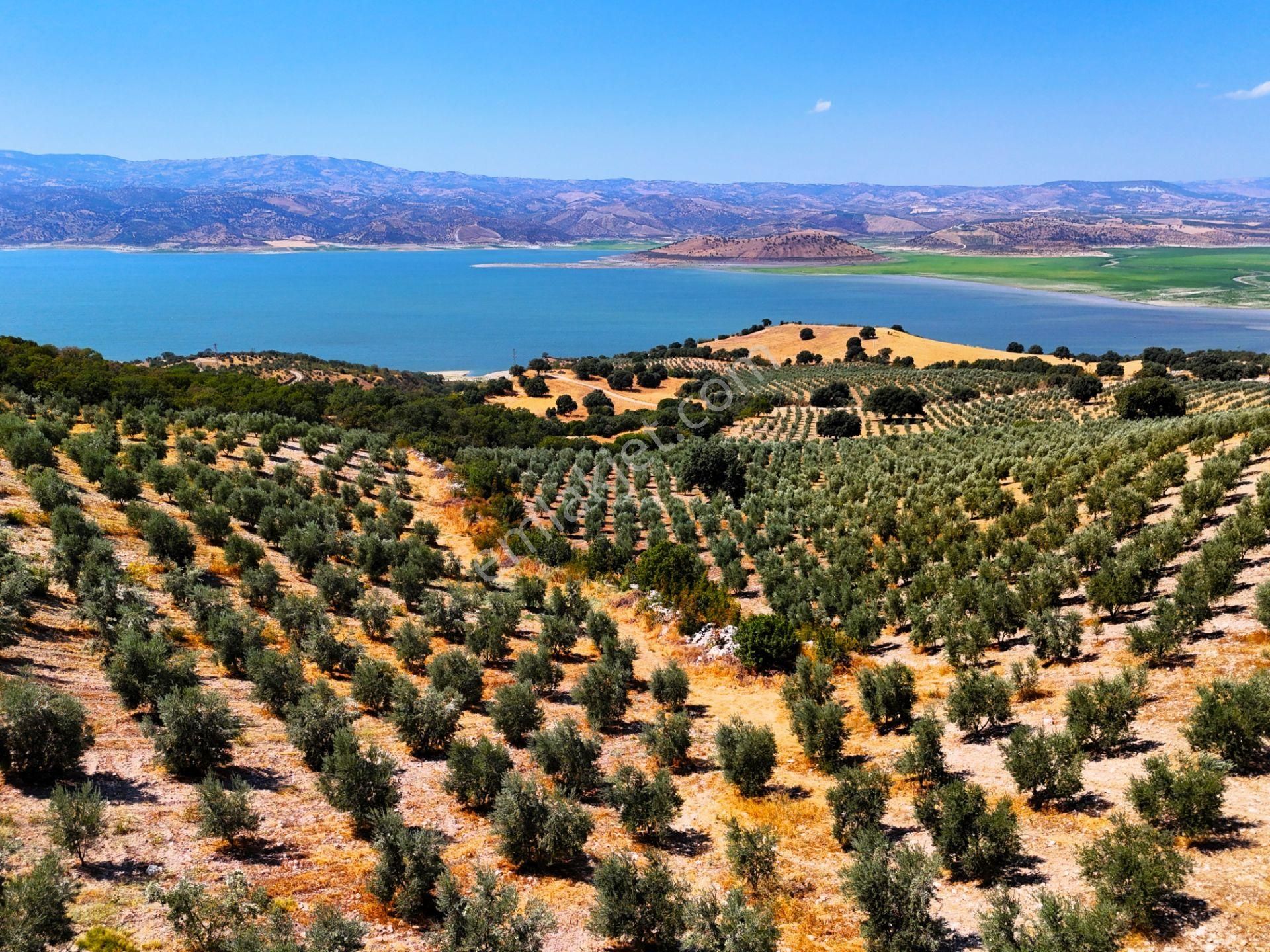Salihli'de Satılık Baraj Manzaralı 65587 M2 Zeytinlik (video) - Görsel 23