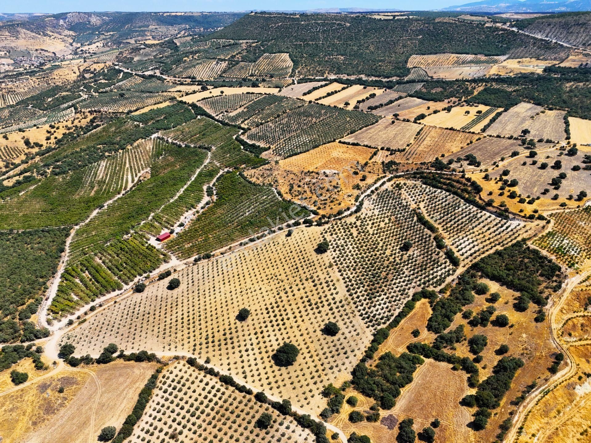 Salihli'de Satılık Baraj Manzaralı 65587 M2 Zeytinlik (video) - Görsel 8