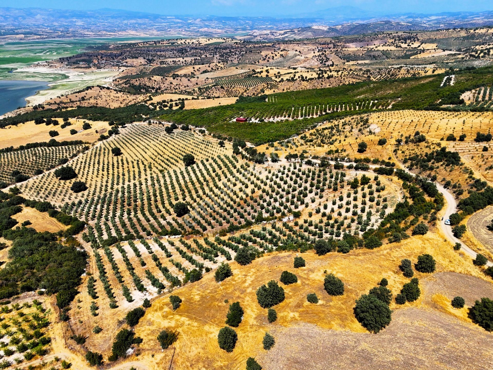 Salihli'de Satılık Baraj Manzaralı 65587 M2 Zeytinlik (video) - Görsel 5
