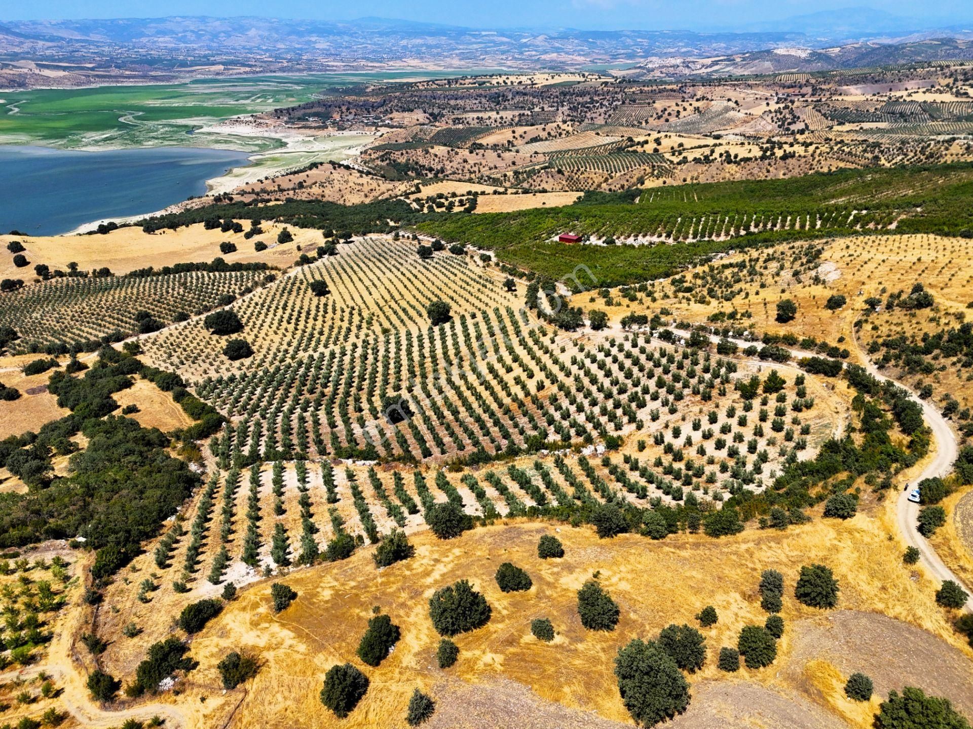 Salihli'de Satılık Baraj Manzaralı 65587 M2 Zeytinlik (video) - Görsel 4