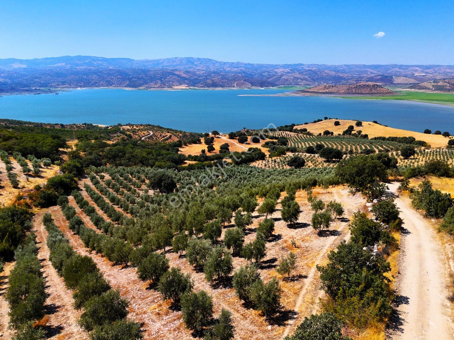 Salihli'de Satılık Baraj Manzaralı 65587 M2 Zeytinlik (video) - Görsel 19