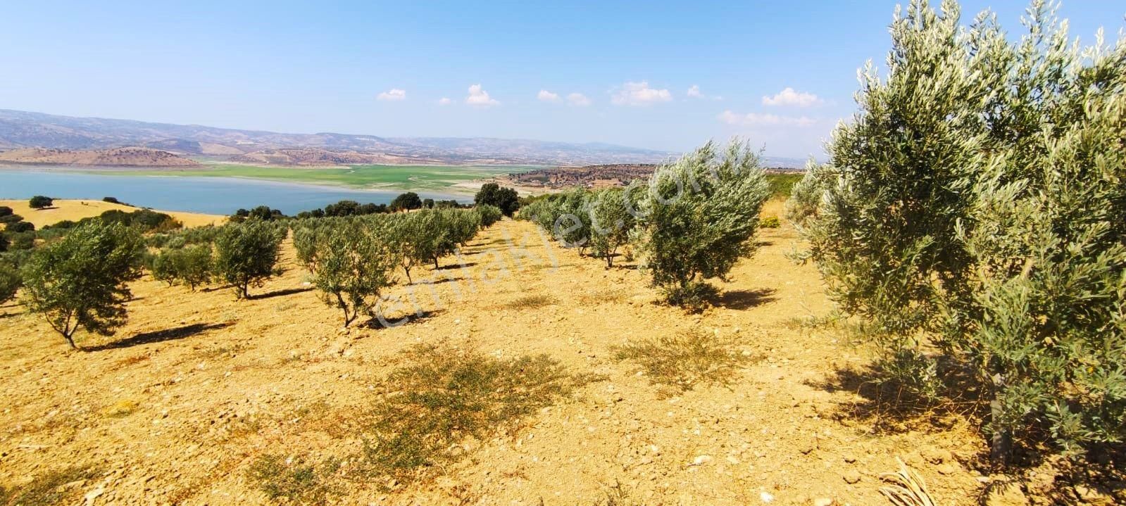 Salihli'de Satılık Baraj Manzaralı 65587 M2 Zeytinlik (video) - Görsel 31