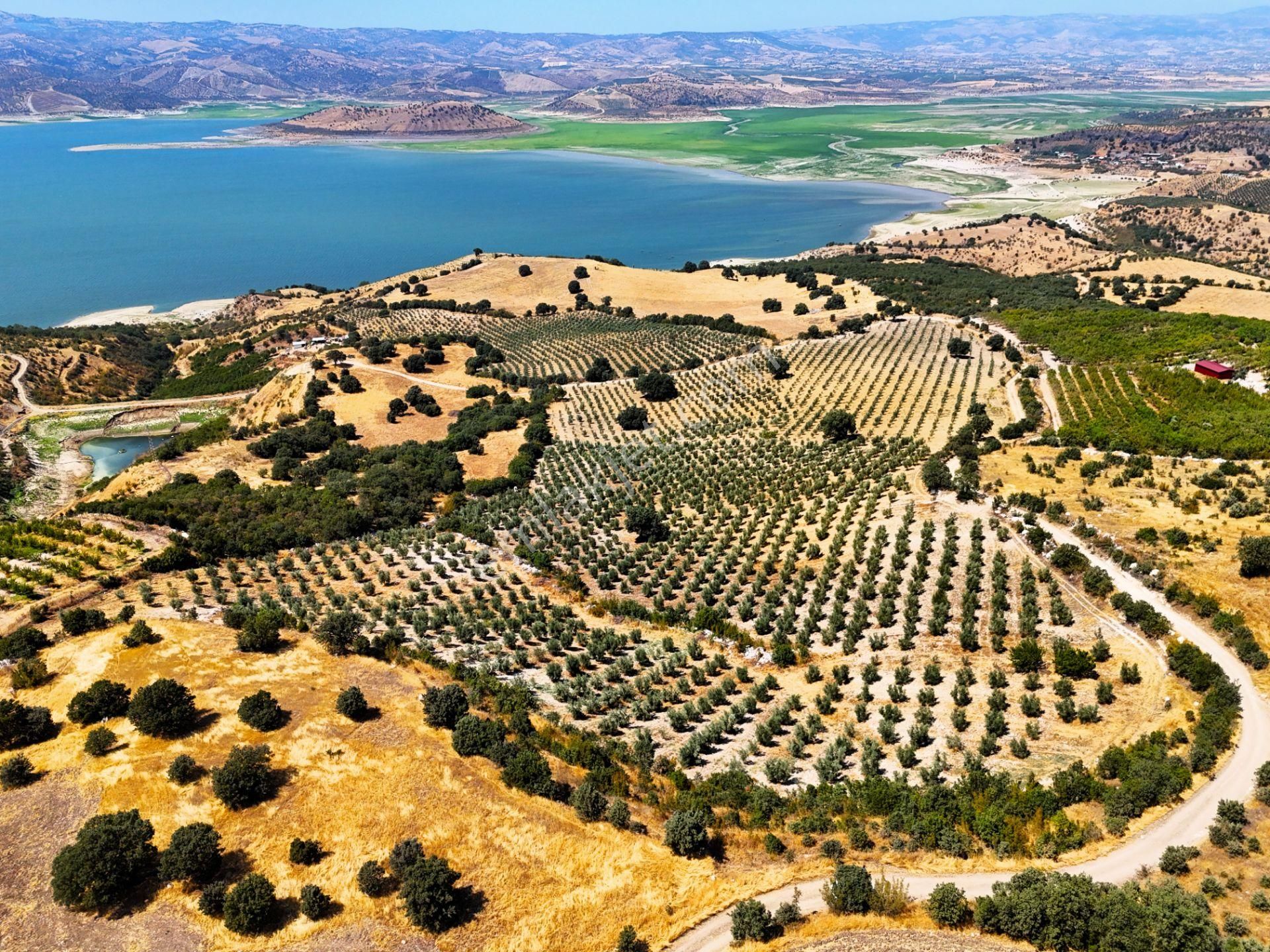 Salihli'de Satılık Baraj Manzaralı 65587 M2 Zeytinlik (video) - Görsel 3