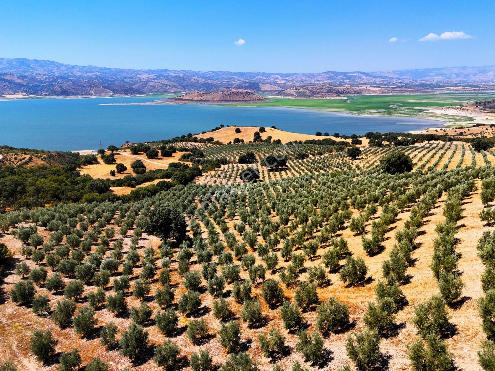 Salihli'de Satılık Baraj Manzaralı 65587 M2 Zeytinlik (video) - Görsel 20