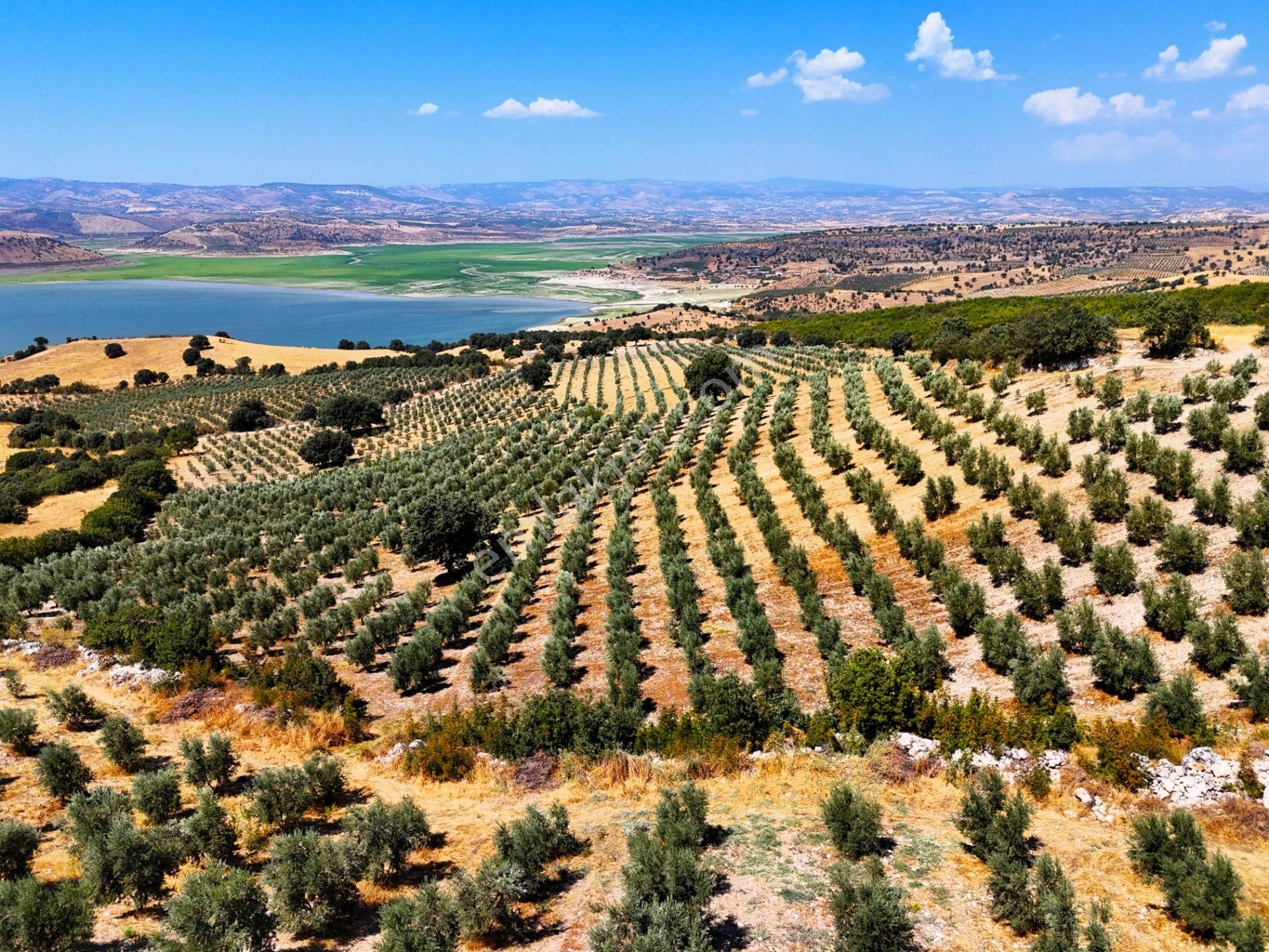 Salihli'de Satılık Baraj Manzaralı 65587 M2 Zeytinlik (video) - Görsel 21