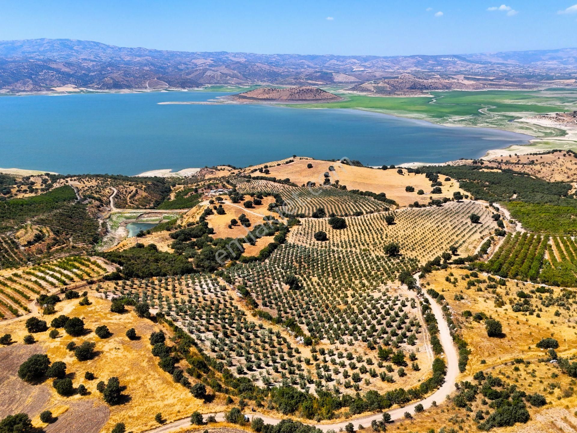 Salihli'de Satılık Baraj Manzaralı 65587 M2 Zeytinlik (video) - Görsel 18