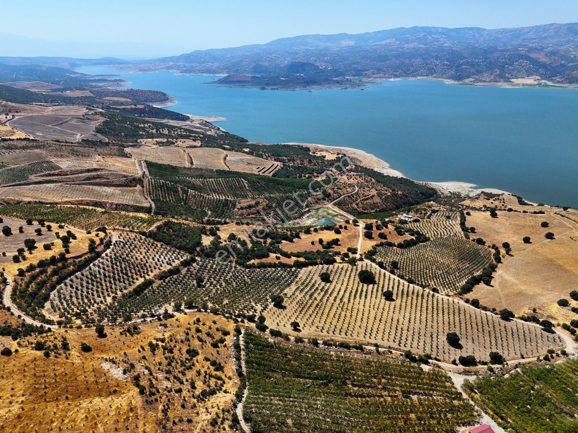Salihli'de Satılık Baraj Manzaralı 65587 M2 Zeytinlik (video) - Görsel 15