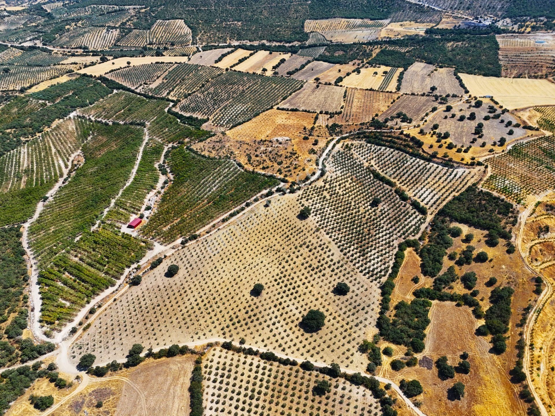 Salihli'de Satılık Baraj Manzaralı 65587 M2 Zeytinlik (video) - Görsel 9