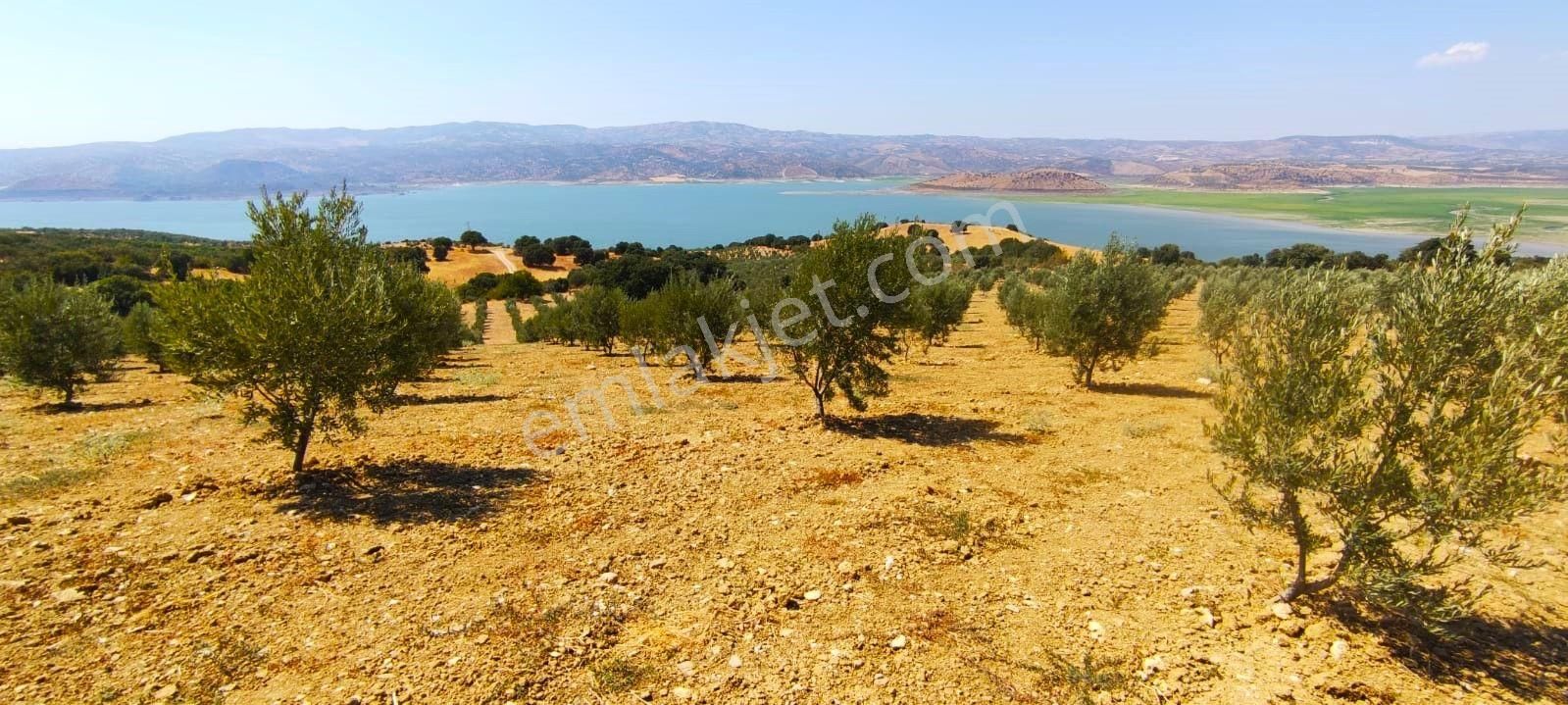 Salihli'de Satılık Baraj Manzaralı 65587 M2 Zeytinlik (video) - Görsel 30