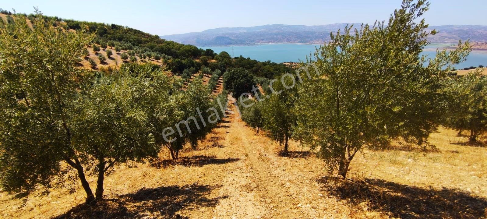 Salihli'de Satılık Baraj Manzaralı 65587 M2 Zeytinlik (video) - Görsel 35