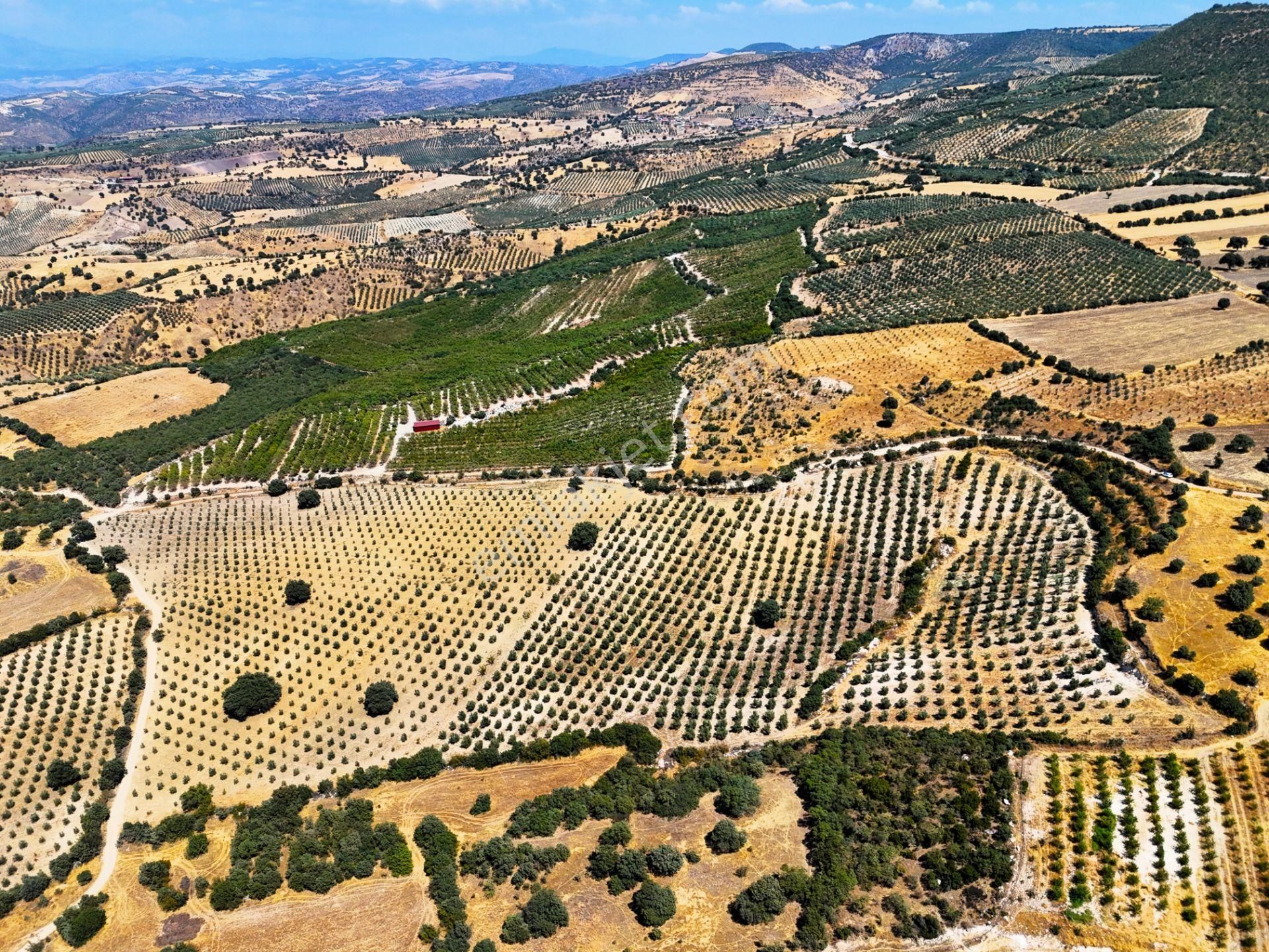 Salihli'de Satılık Baraj Manzaralı 65587 M2 Zeytinlik (video) - Görsel 6