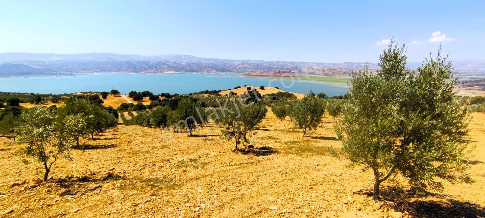 Salihli'de Satılık Baraj Manzaralı 65587 M2 Zeytinlik (video) - Görsel 32