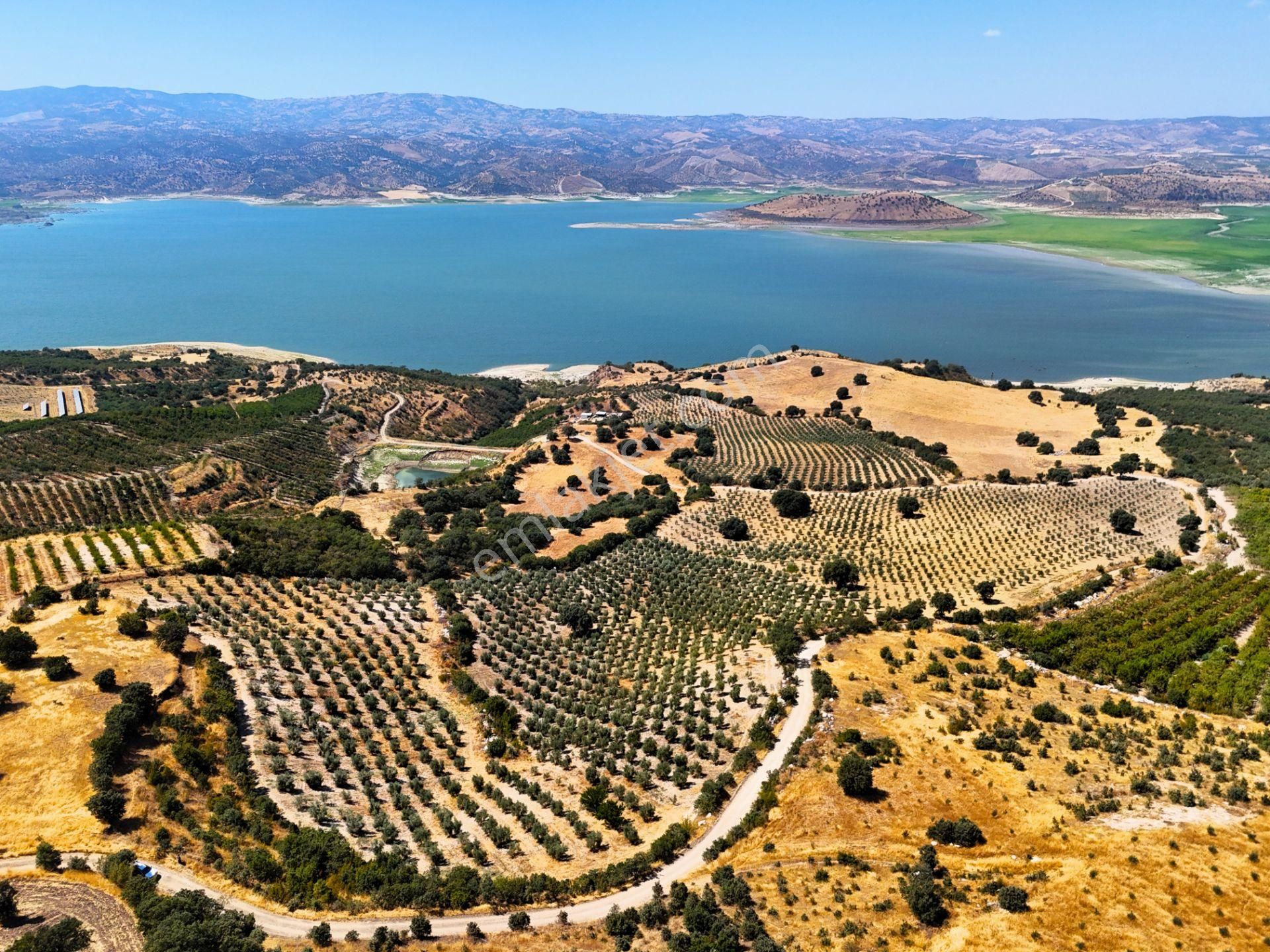 Salihli'de Satılık Baraj Manzaralı 65587 M2 Zeytinlik (video) - Görsel 17