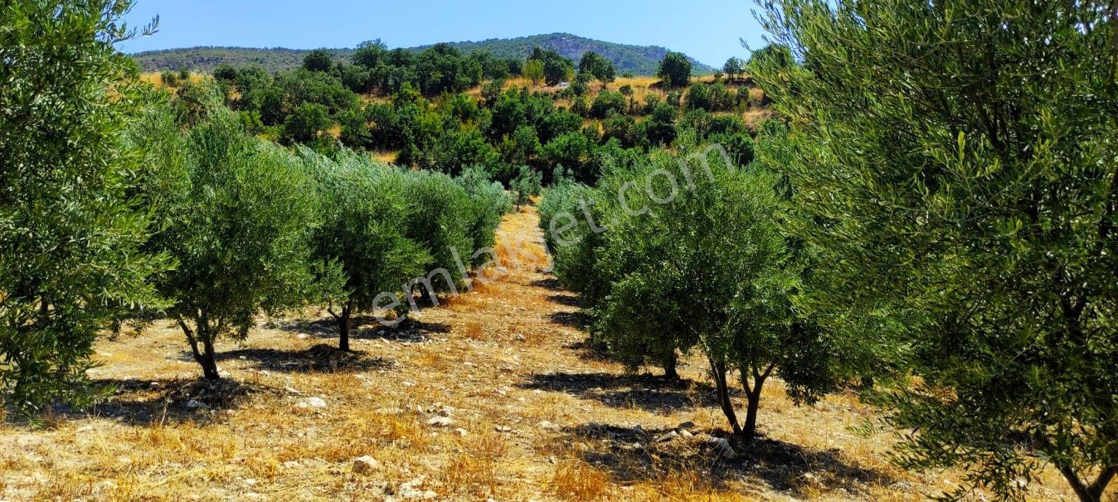 Salihli'de Satılık Baraj Manzaralı 65587 M2 Zeytinlik (video) - Görsel 34