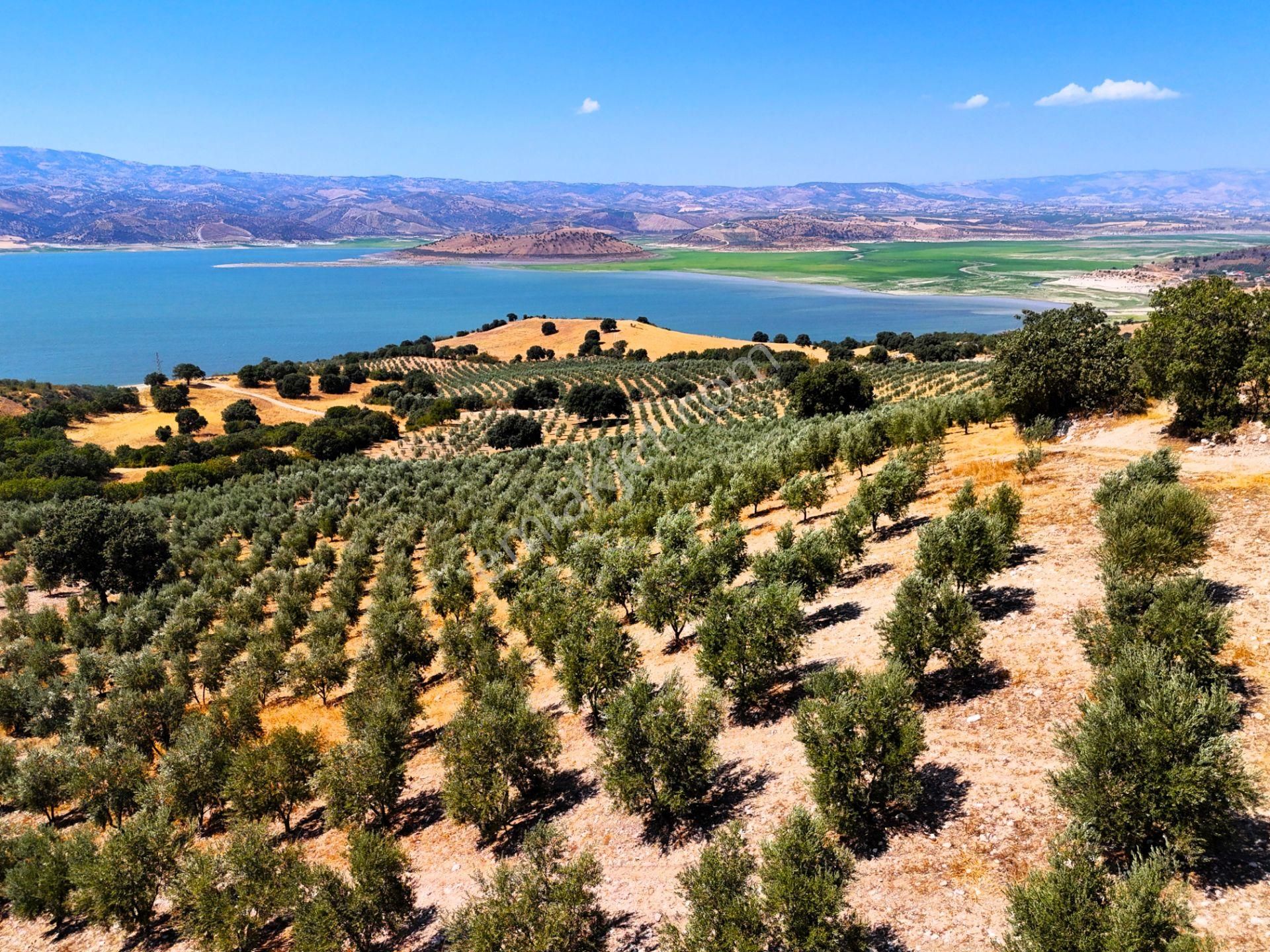 Salihli'de Satılık Baraj Manzaralı 65587 M2 Zeytinlik (video) - Görsel 22