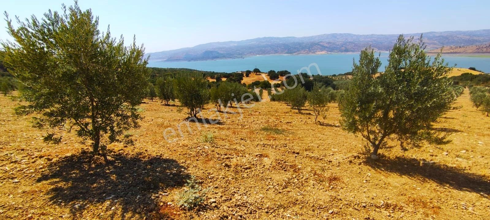Salihli'de Satılık Baraj Manzaralı 65587 M2 Zeytinlik (video) - Görsel 29