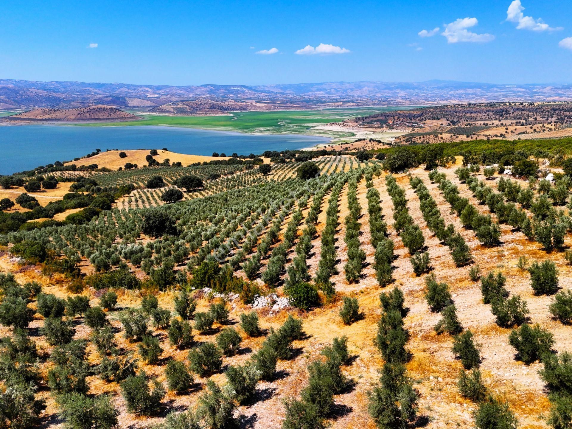 Salihli'de Satılık Baraj Manzaralı 65587 M2 Zeytinlik (video) - Görsel 25