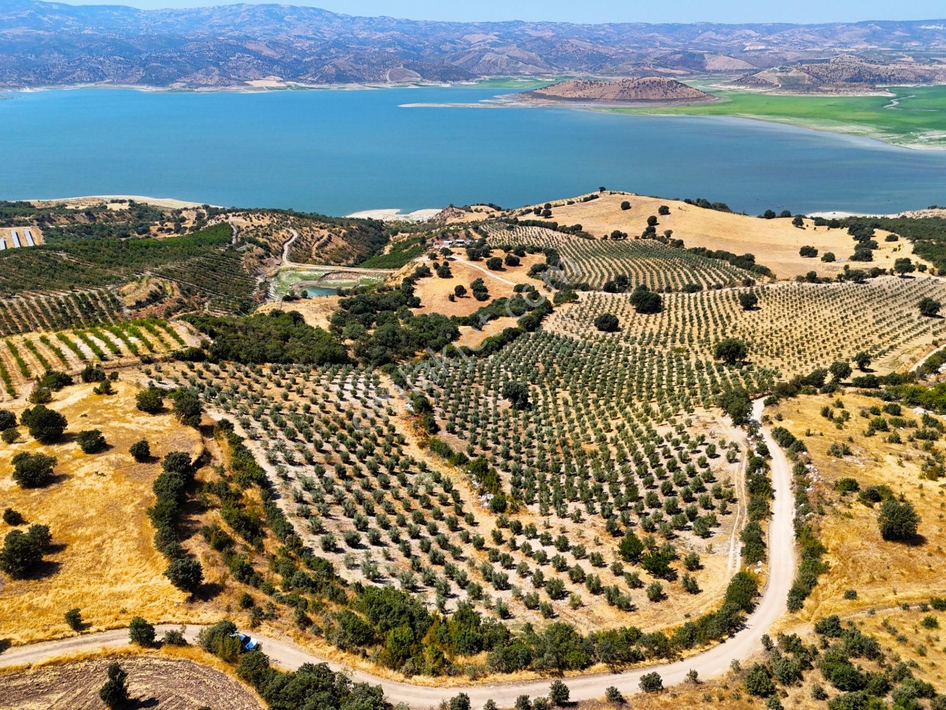 Salihli'de Satılık Baraj Manzaralı 65587 M2 Zeytinlik (video) - Görsel 2