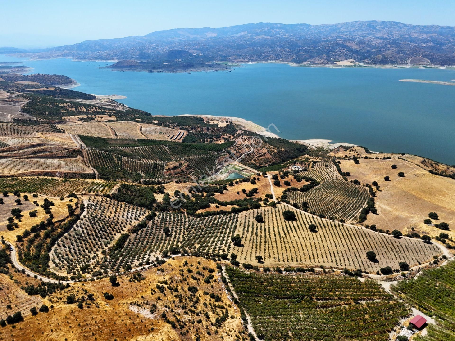 Salihli'de Satılık Baraj Manzaralı 65587 M2 Zeytinlik (video) - Görsel 16